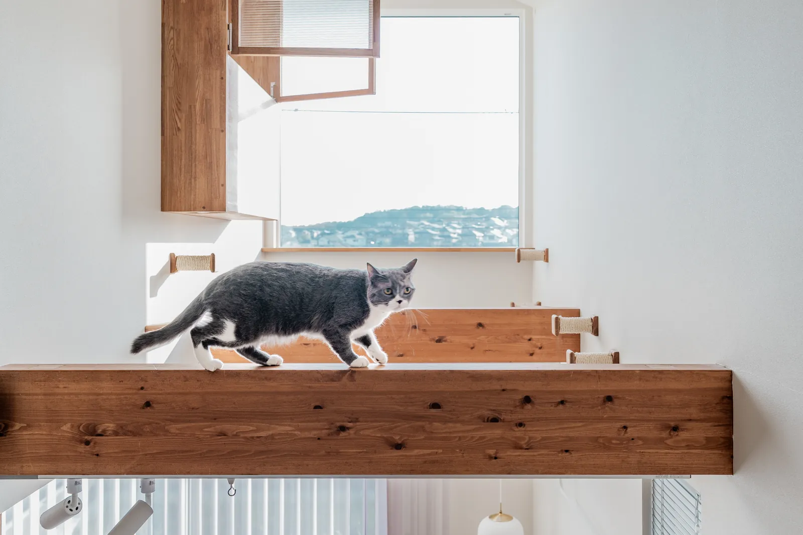 猫と家