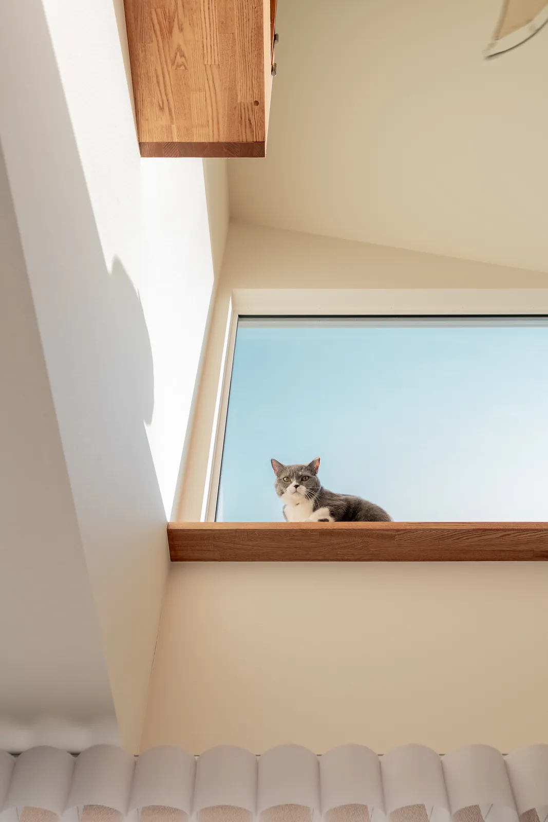 猫と家